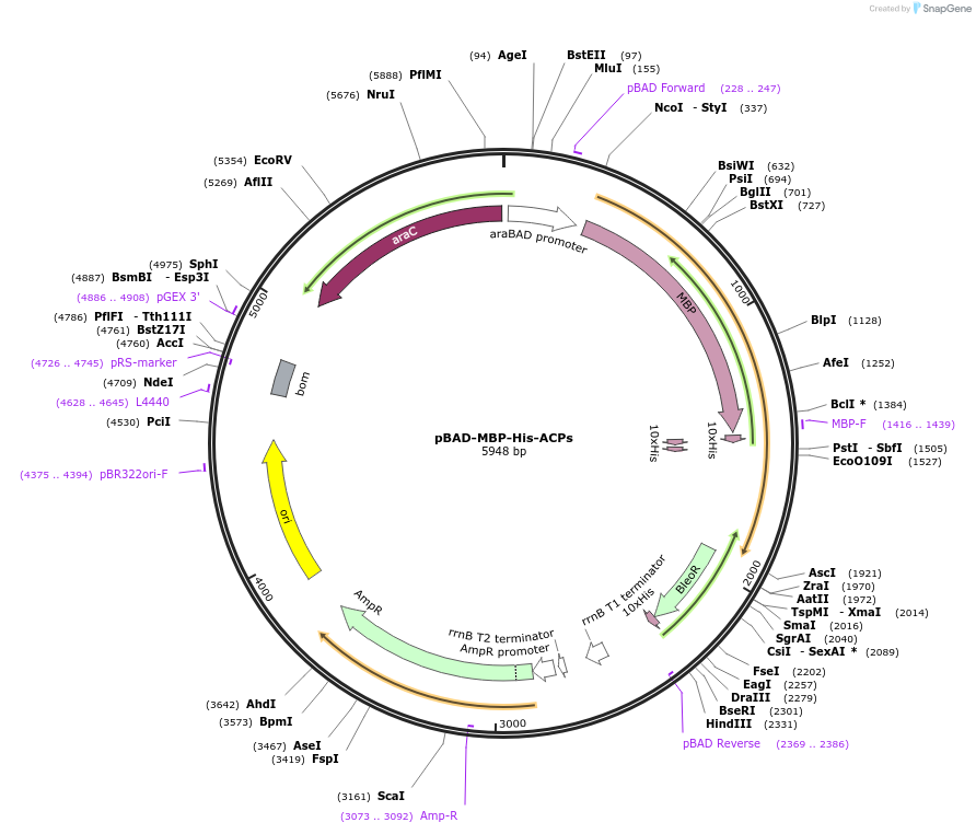 141140-plasmid-map-sequence-id-298487