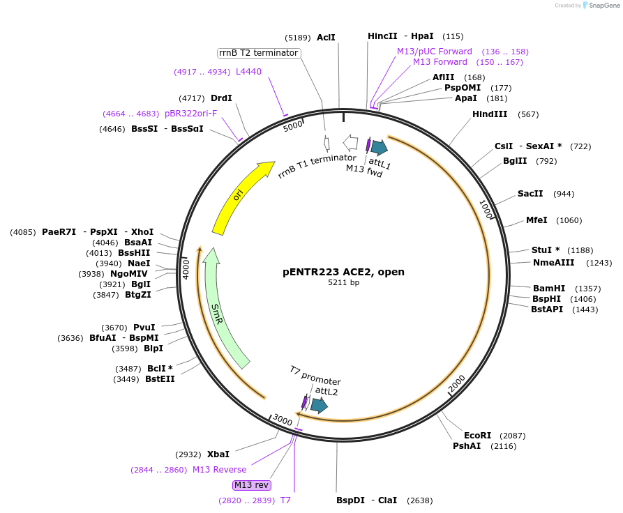 149719-plasmid-map-sequence-id-298607