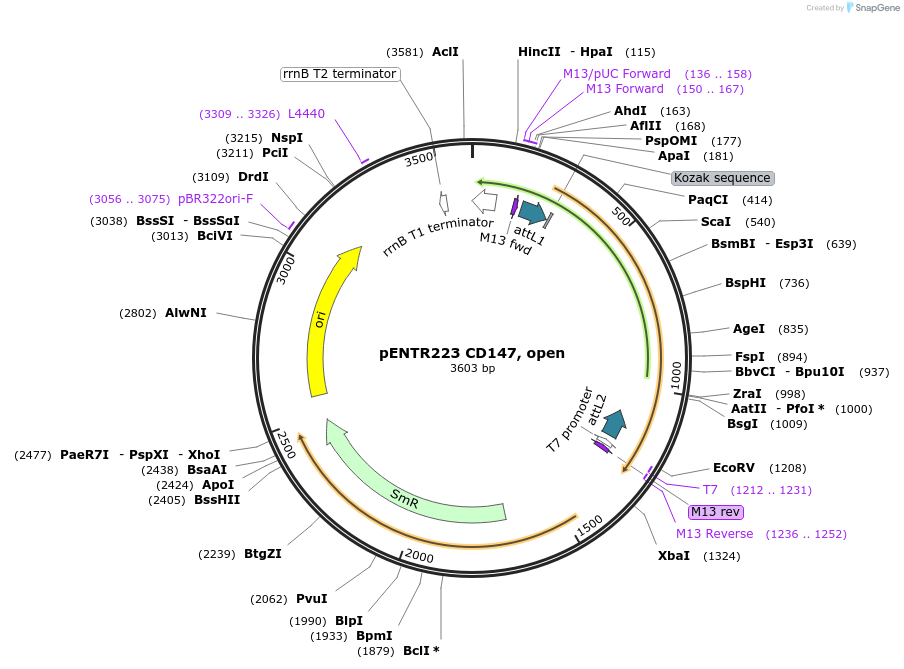 149720-plasmid-map-sequence-id-298608
