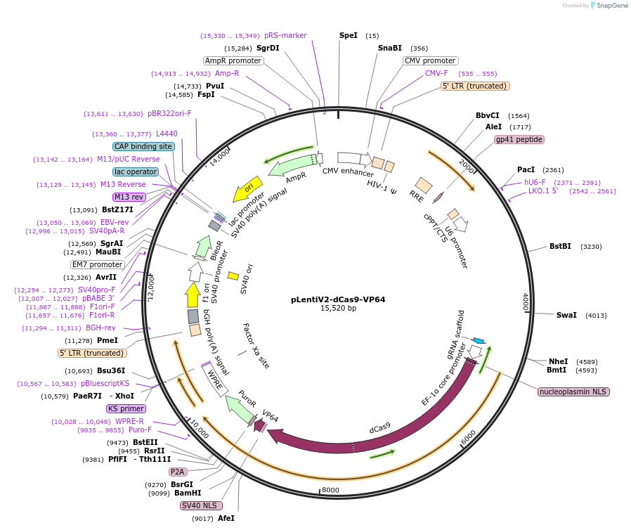 141104-plasmid-map-sequence-id-298612