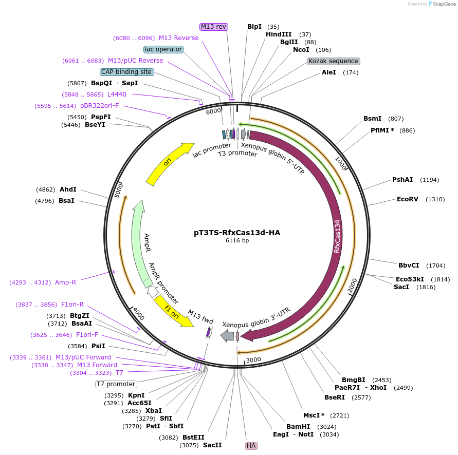 141320-plasmid-map-sequence-id-298655