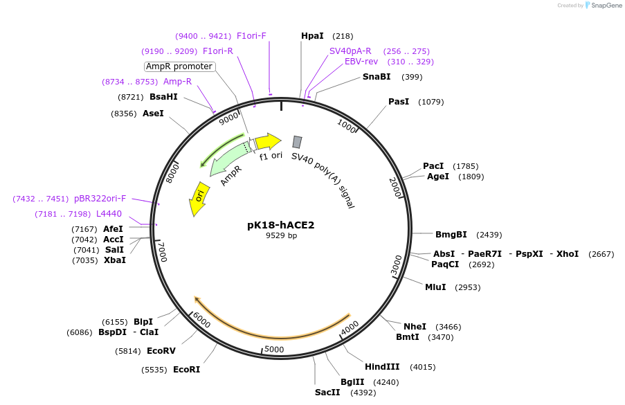 149449-plasmid-map-sequence-id-298670