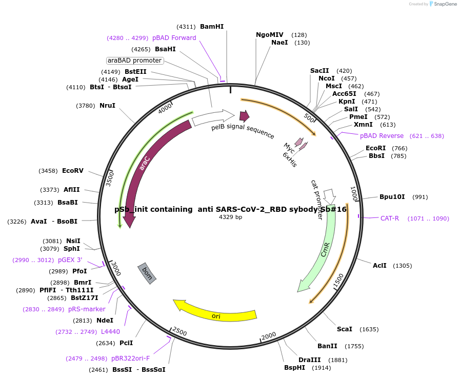 153524-plasmid-map-sequence-id-298671