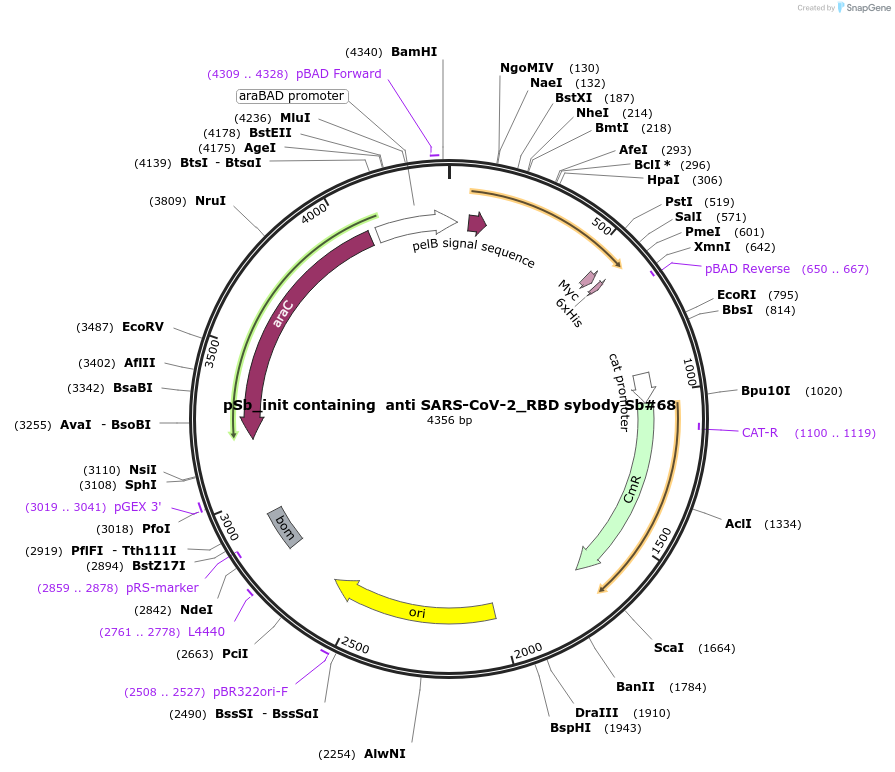 153527-plasmid-map-sequence-id-298672