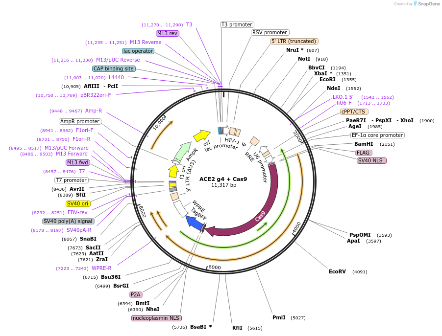 153014-plasmid-map-sequence-id-298677