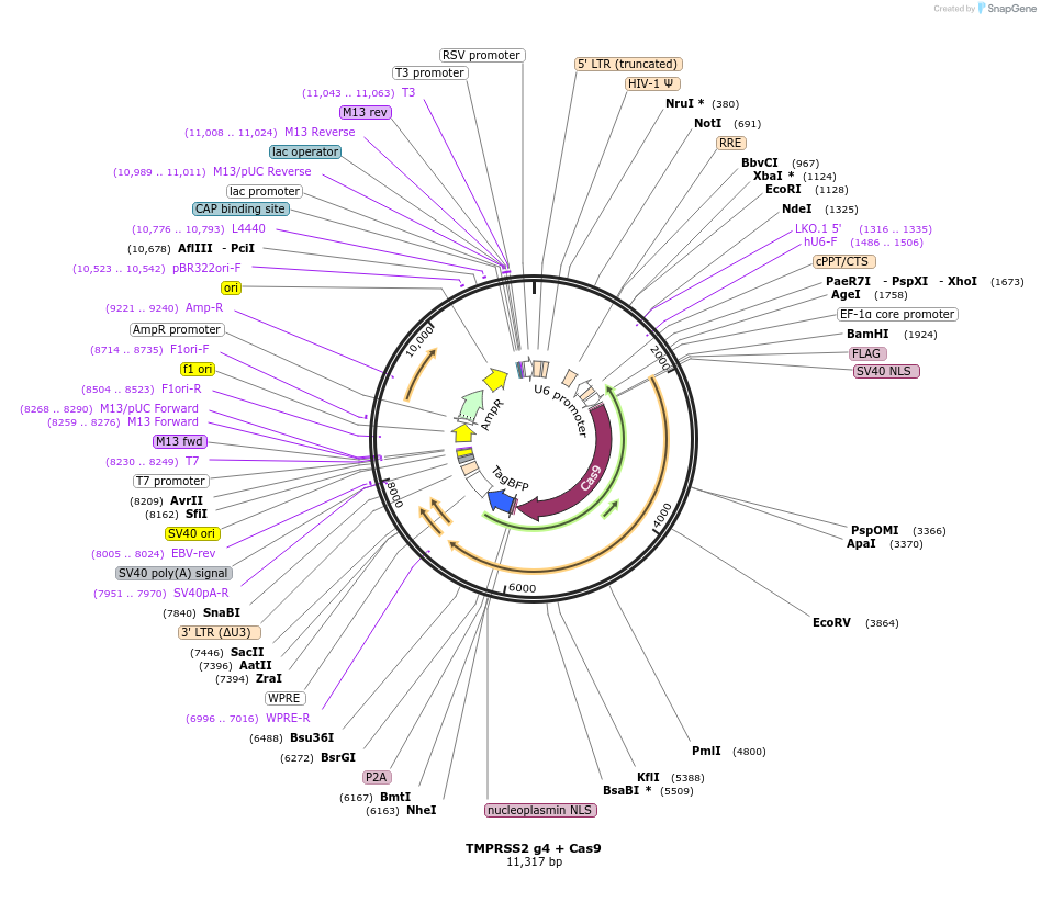 153018-plasmid-map-sequence-id-298698