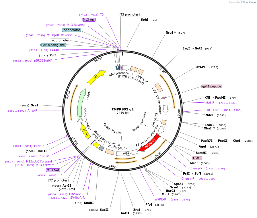 153016-plasmid-map-sequence-id-298699