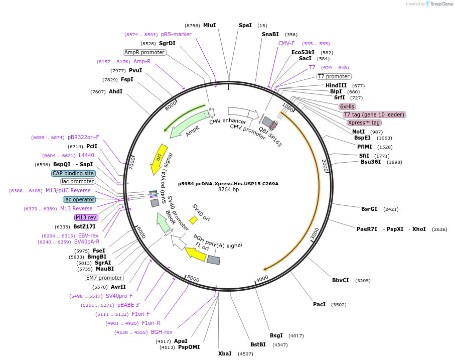 23217-plasmid-map-sequence-id-298732