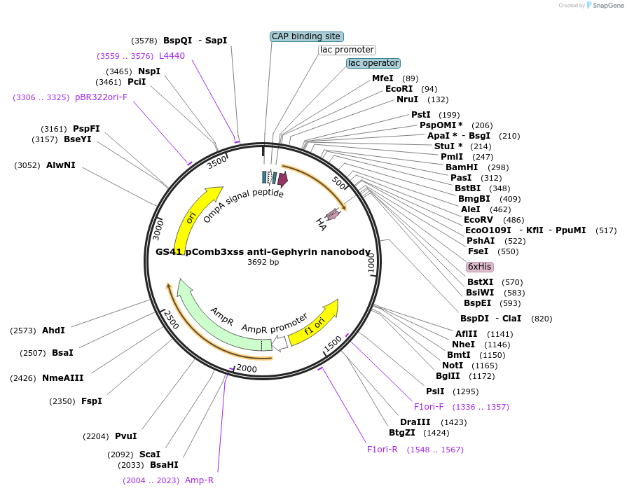 145828-plasmid-map-sequence-id-298734