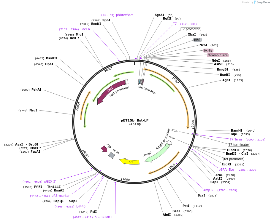 153313-plasmid-map-sequence-id-298756