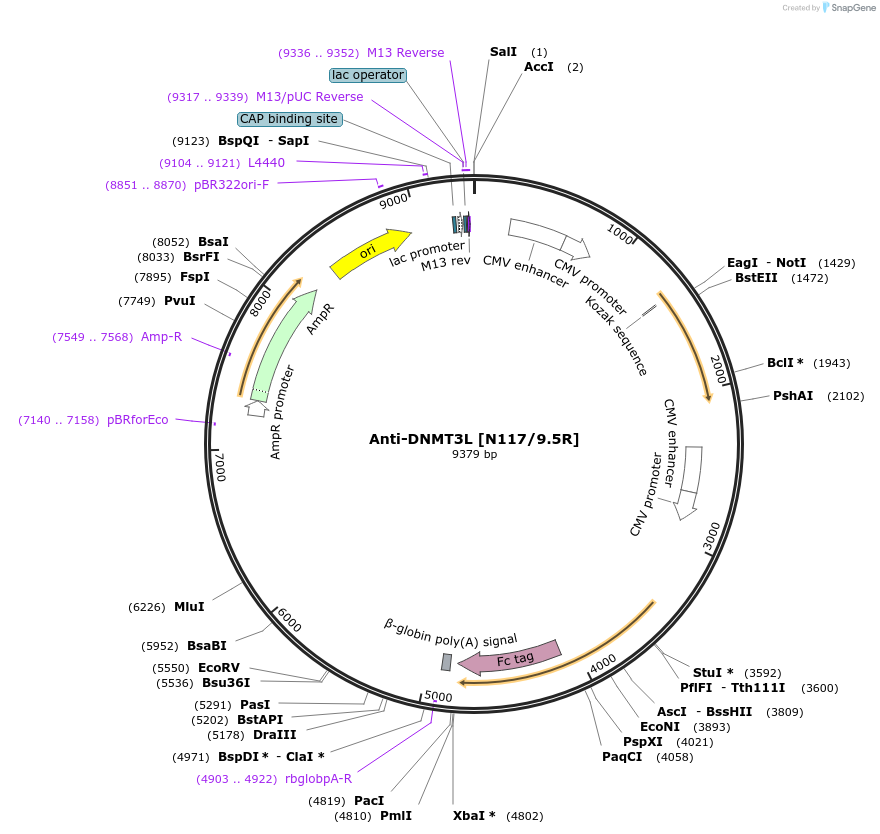114514-plasmid-map-sequence-id-298758