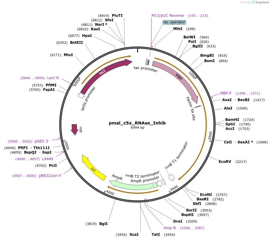 153314-plasmid-map-sequence-id-298771