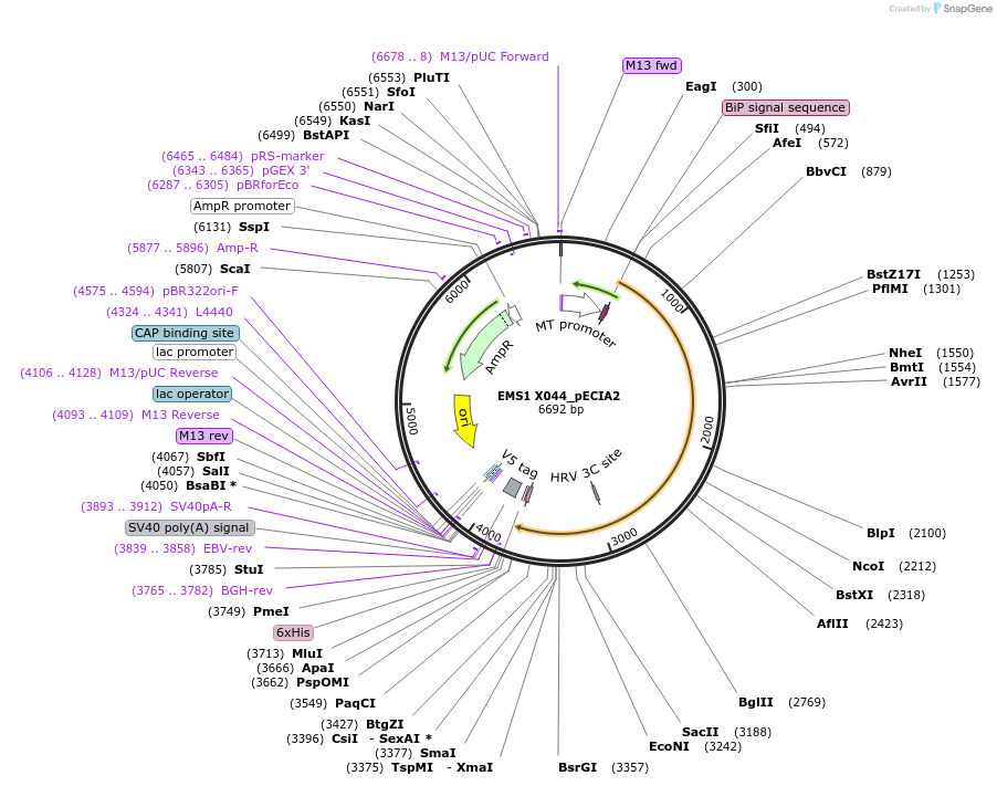 115087-plasmid-map-sequence-id-298778