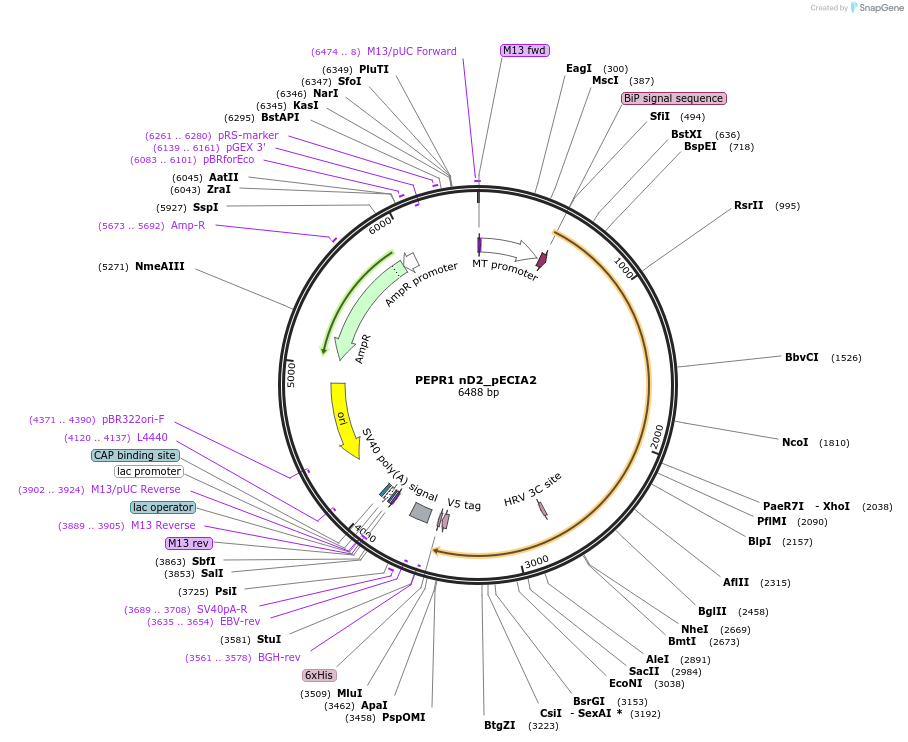 115092-plasmid-map-sequence-id-298796
