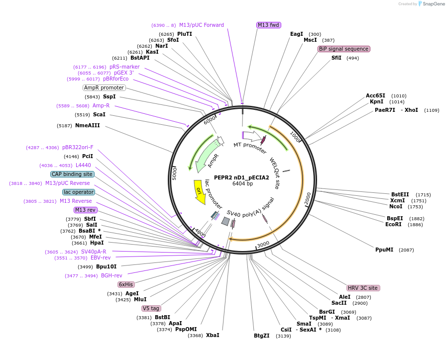 115093-plasmid-map-sequence-id-298798
