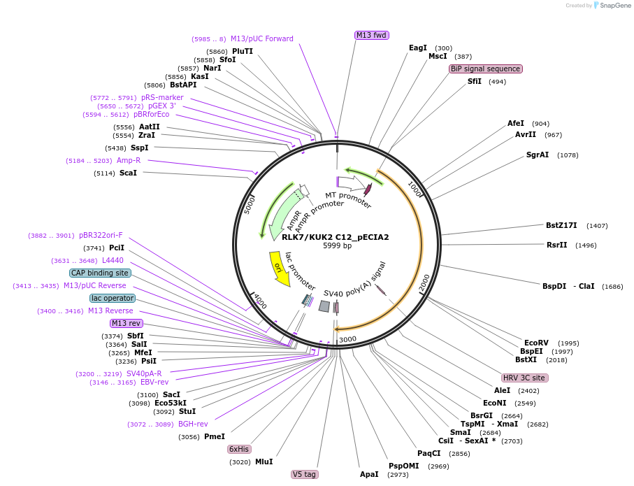 115095-plasmid-map-sequence-id-298800