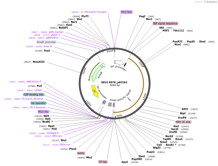 115102-plasmid-map-sequence-id-298816