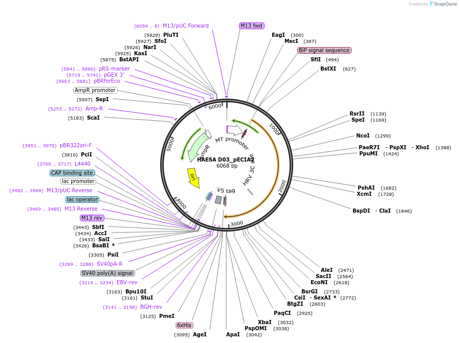 115108-plasmid-map-sequence-id-298829