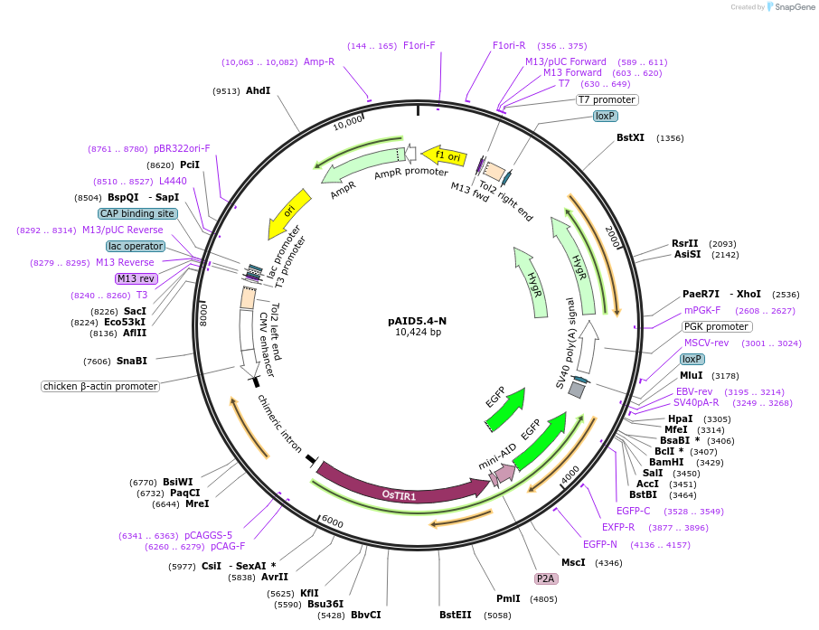 145814-plasmid-map-sequence-id-298831