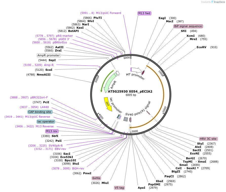115110-plasmid-map-sequence-id-298832