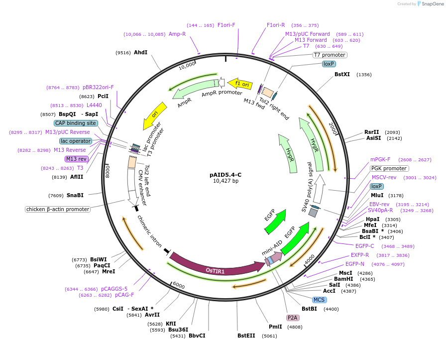 145815-plasmid-map-sequence-id-298837