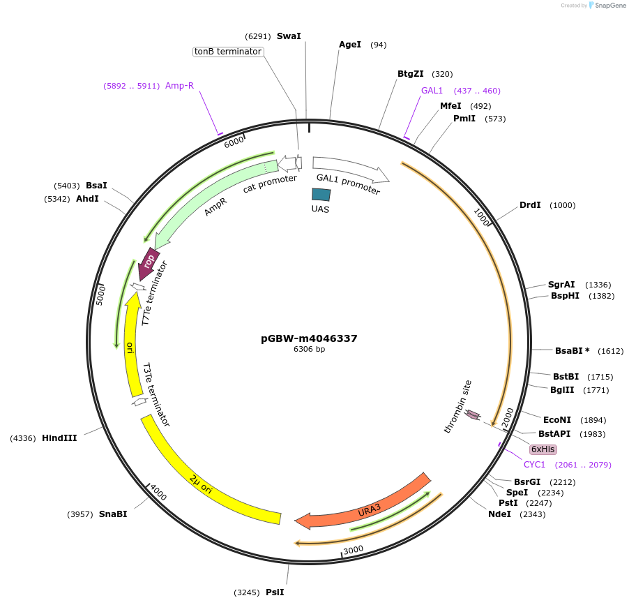 145566-plasmid-map-sequence-id-298841