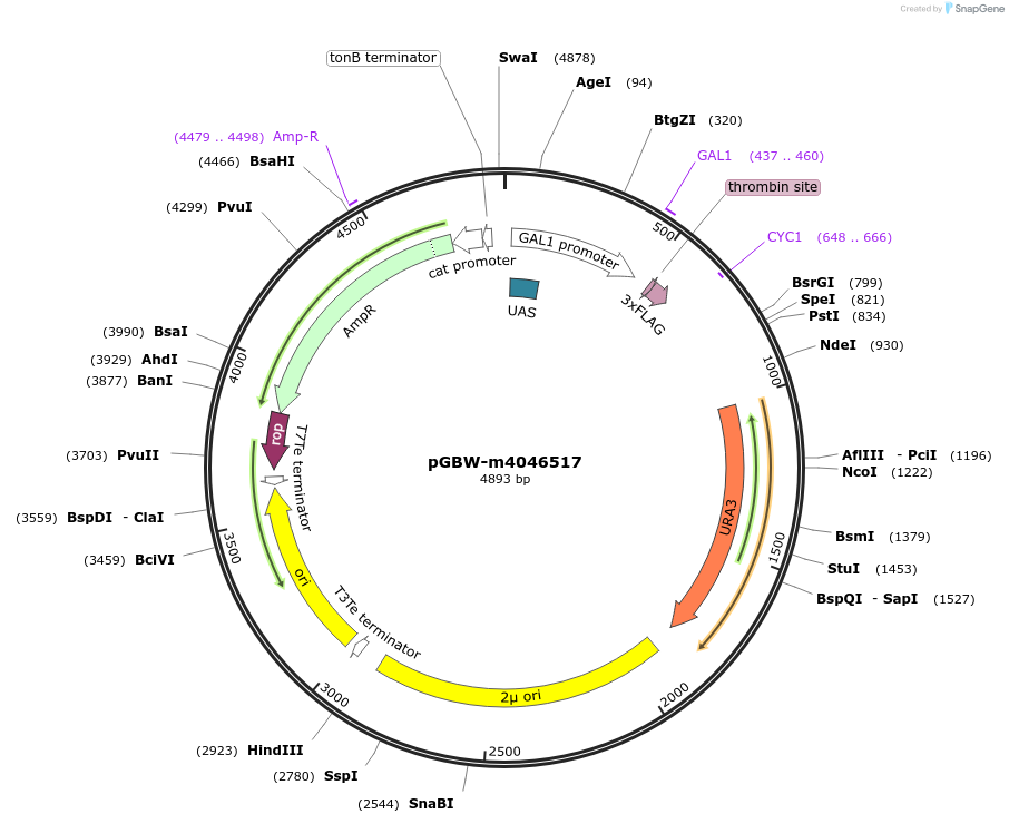 145392-plasmid-map-sequence-id-298843