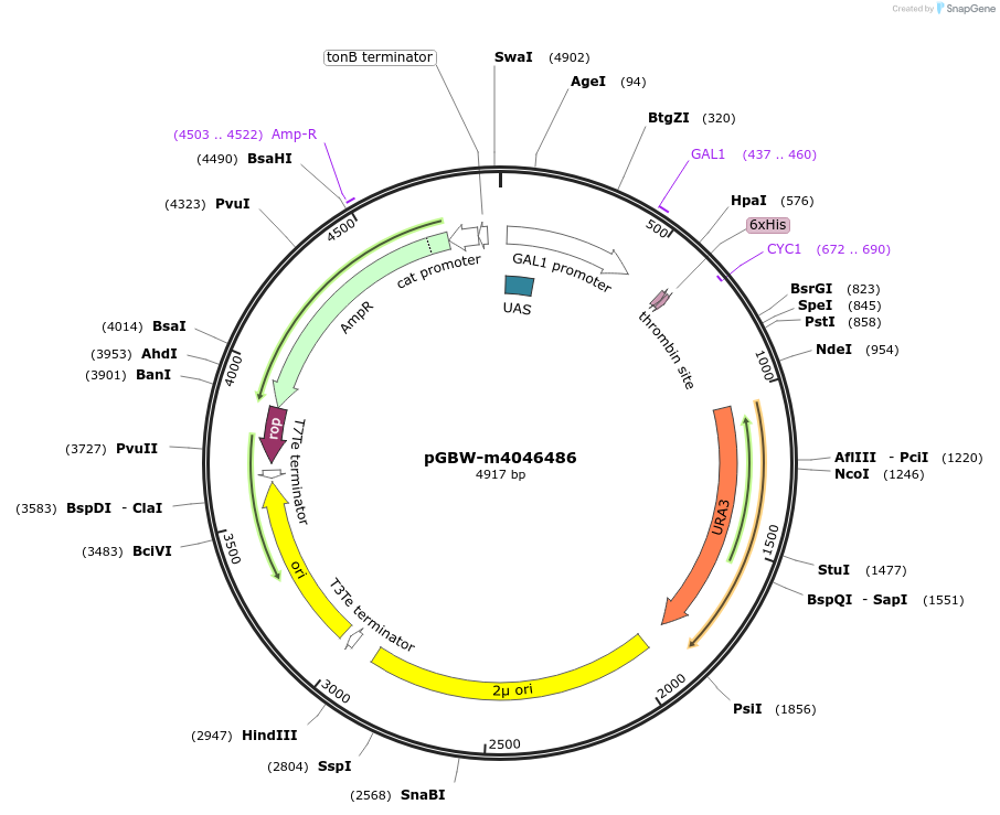 145506-plasmid-map-sequence-id-298960