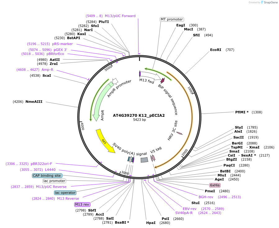 115133-plasmid-map-sequence-id-298979