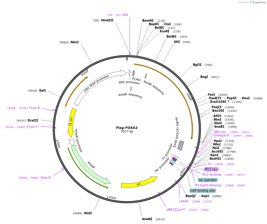 153110-plasmid-map-sequence-id-298987