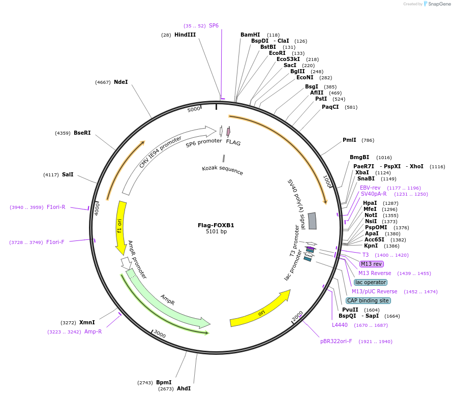 153112-plasmid-map-sequence-id-298996