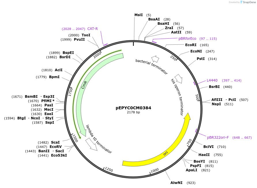 154524-plasmid-map-sequence-id-299052