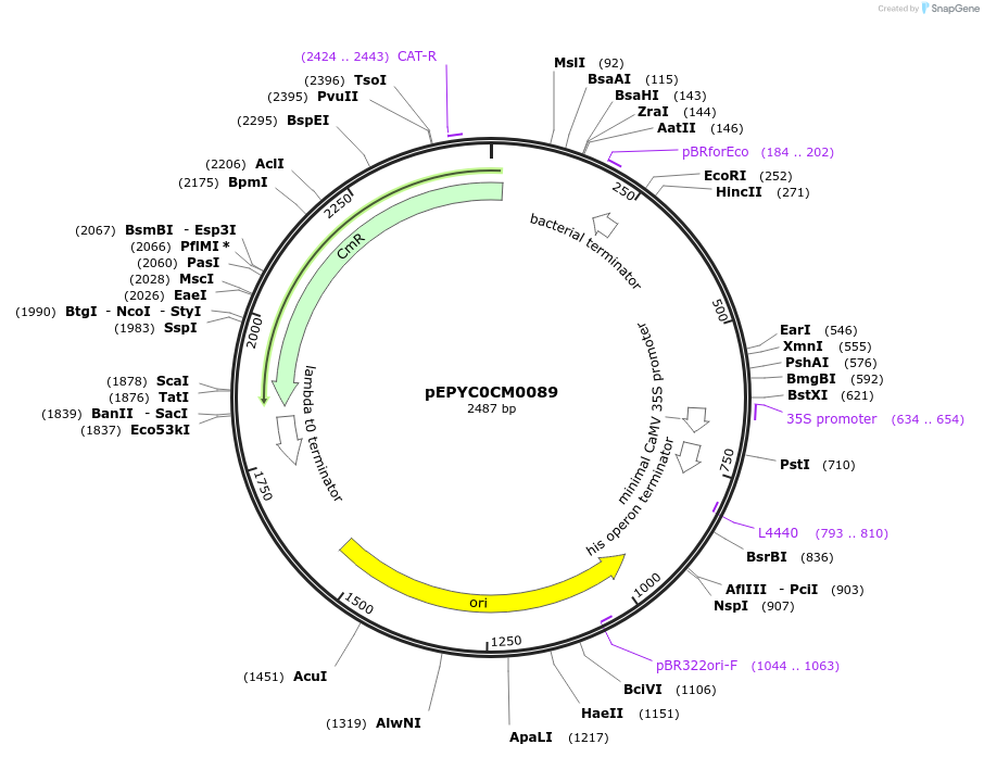 154480-plasmid-map-sequence-id-299289