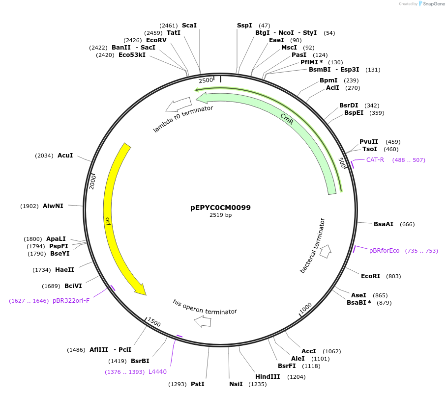 154481-plasmid-map-sequence-id-299290