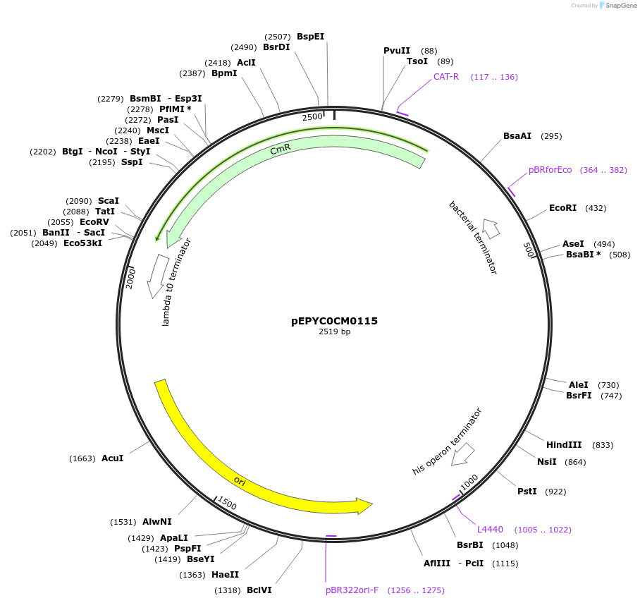 154482-plasmid-map-sequence-id-299291