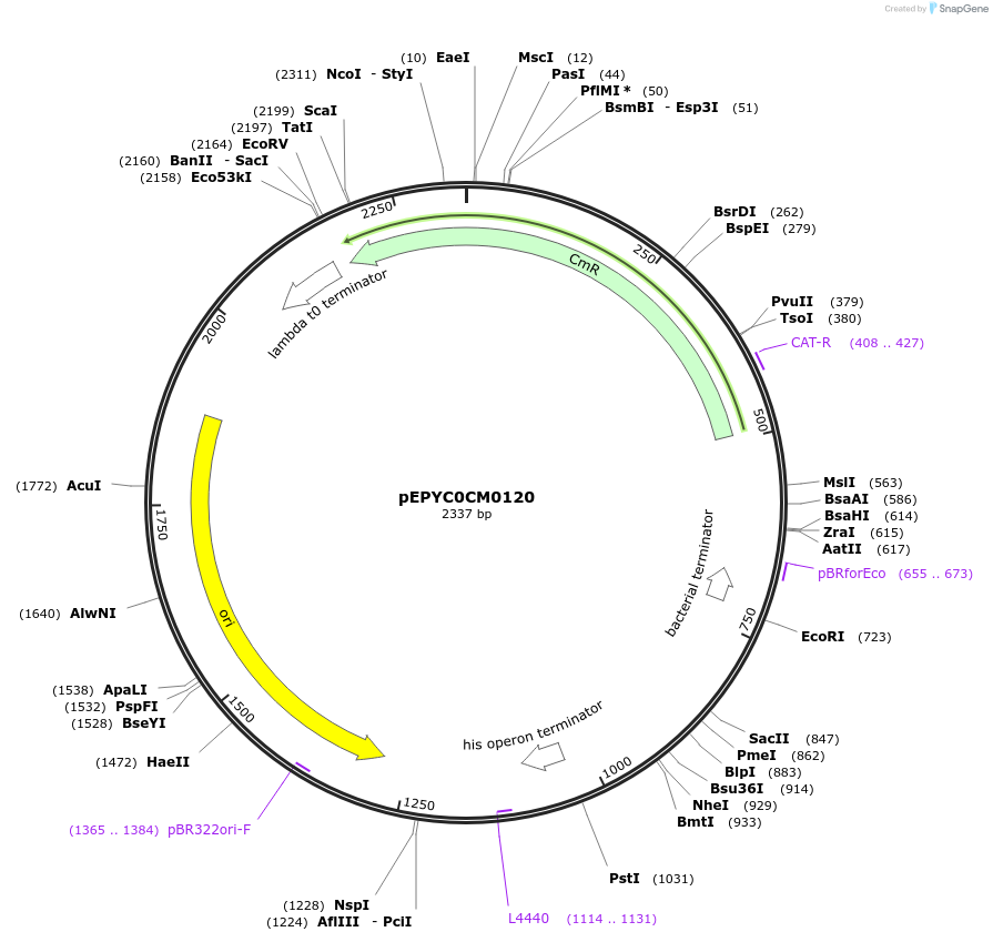 154483-plasmid-map-sequence-id-299292