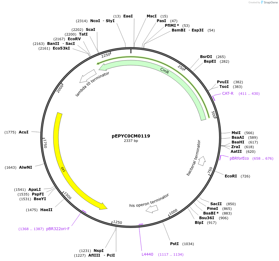 154484-plasmid-map-sequence-id-299293