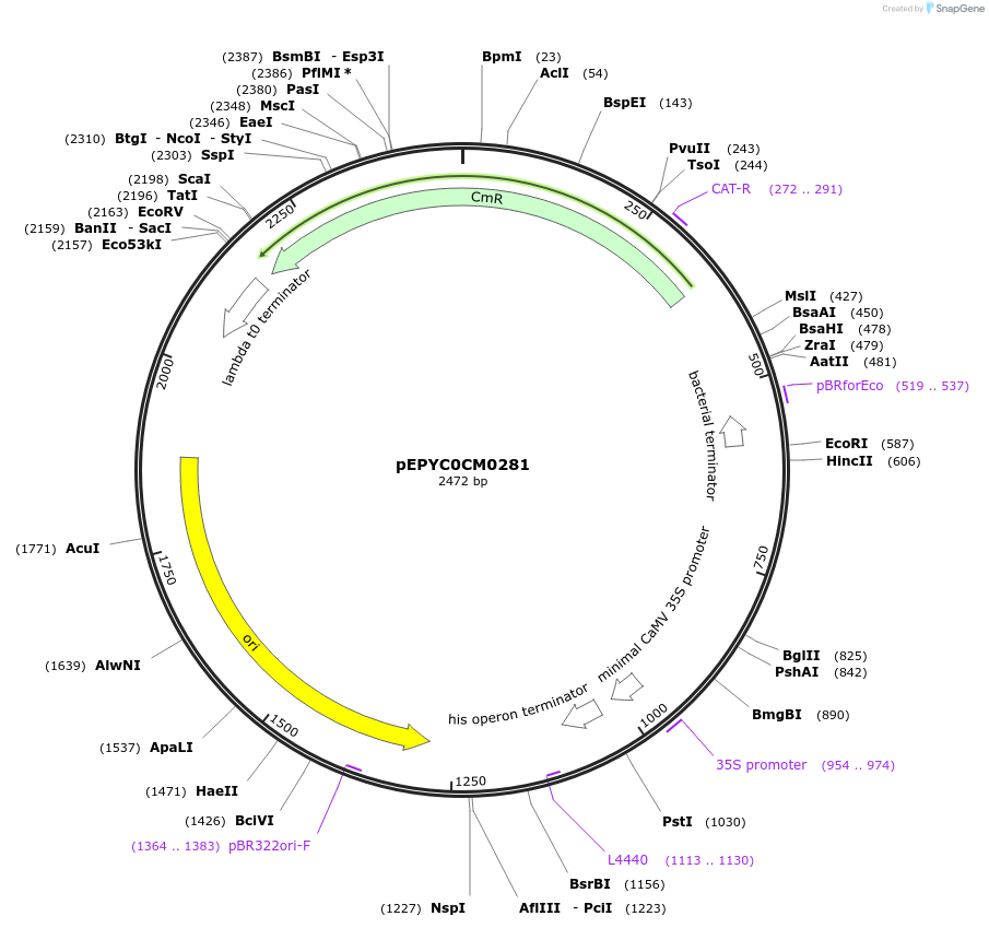 154485-plasmid-map-sequence-id-299294