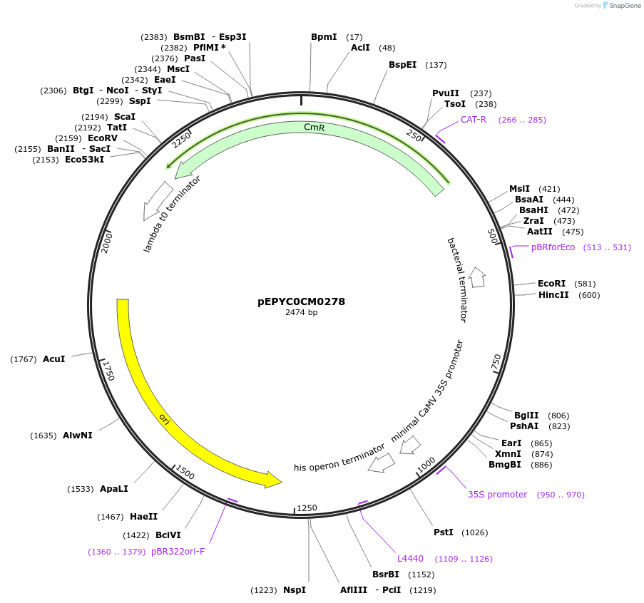 154492-plasmid-map-sequence-id-299301
