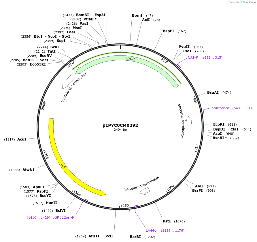 154495-plasmid-map-sequence-id-299304