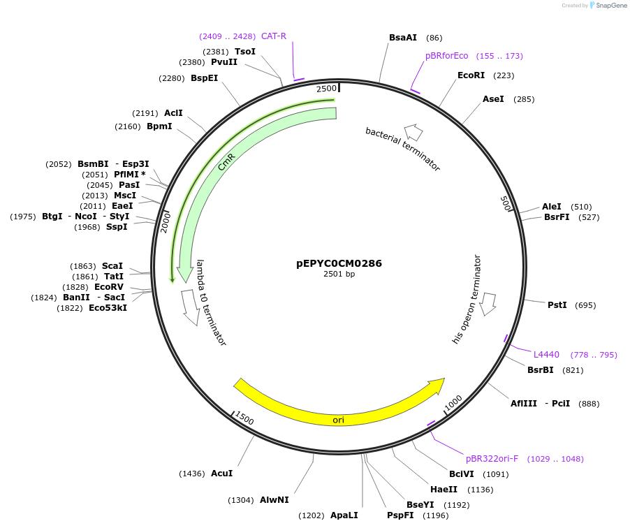 154498-plasmid-map-sequence-id-299307