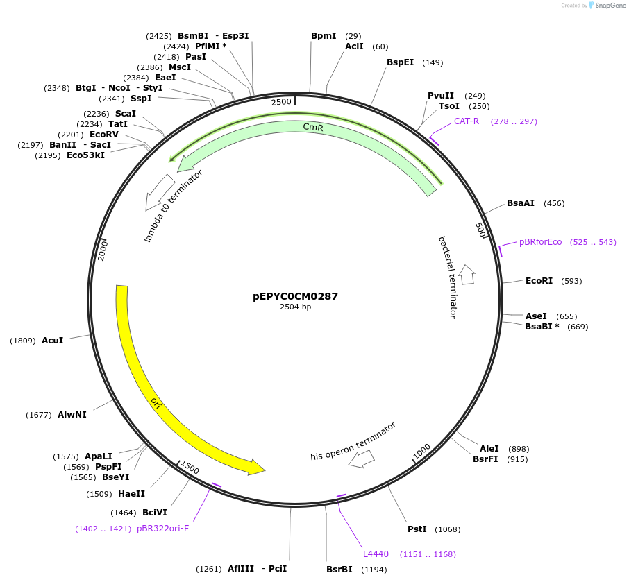154502-plasmid-map-sequence-id-299311