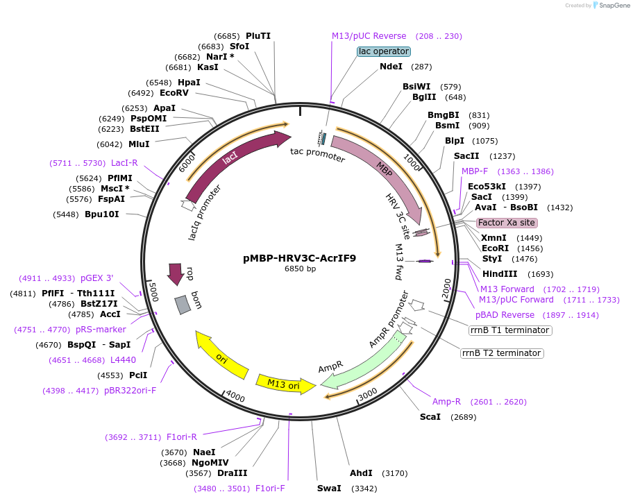141442-plasmid-map-sequence-id-299325