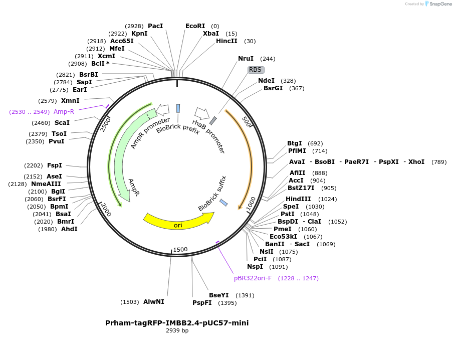 149343-plasmid-map-sequence-id-299330