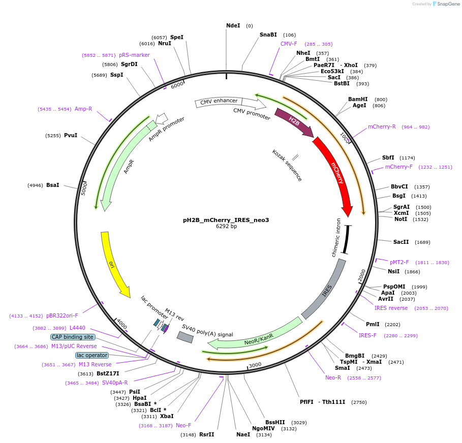 21044-plasmid-map-sequence-id-299338