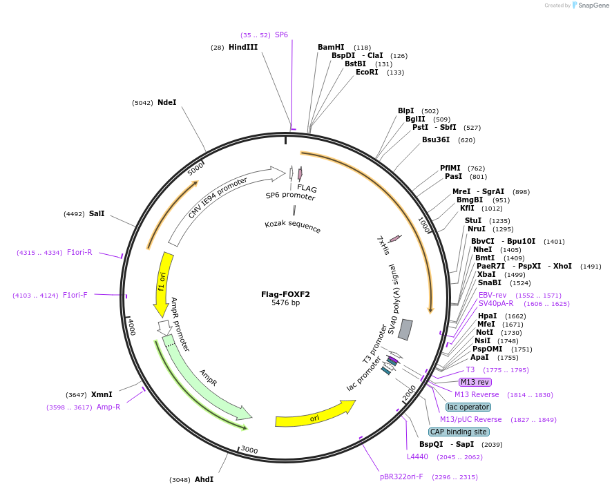 153123-plasmid-map-sequence-id-299345