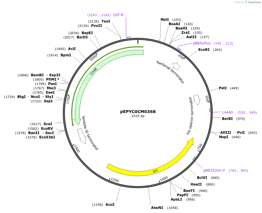 154506-plasmid-map-sequence-id-299378