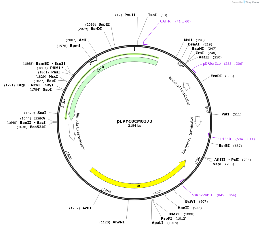 154511-plasmid-map-sequence-id-299383