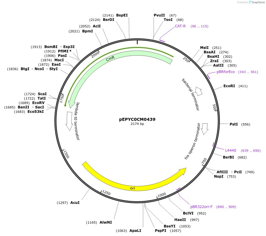 154531-plasmid-map-sequence-id-299402