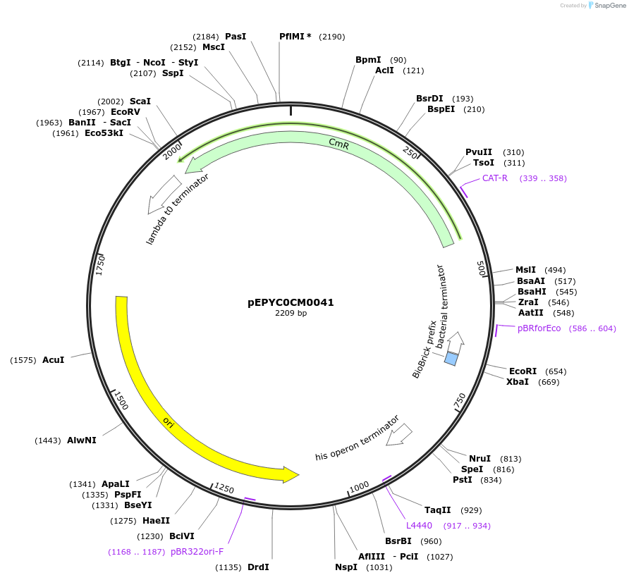 154535-plasmid-map-sequence-id-299406